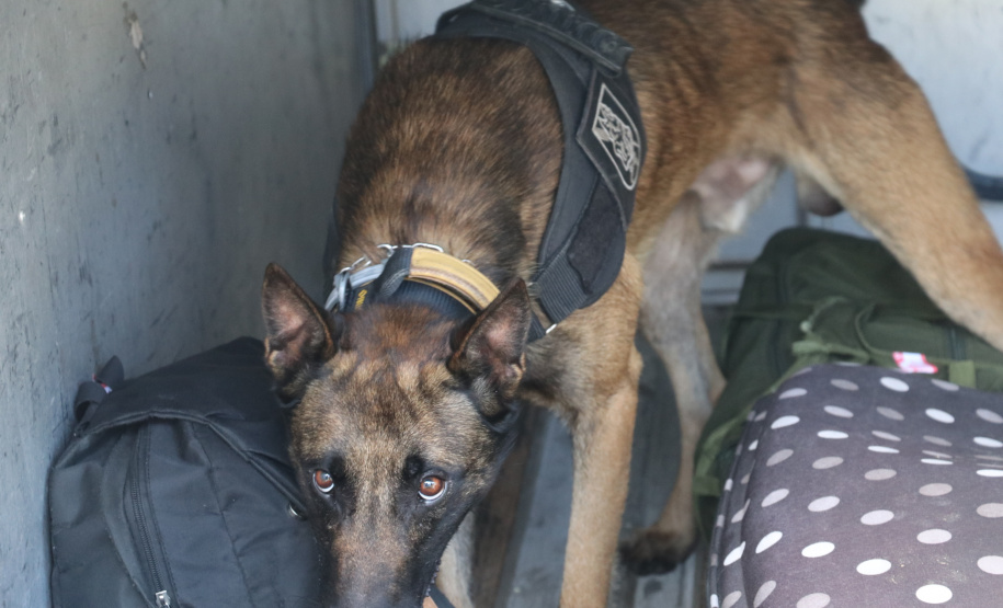 Polícia Rodoviária utiliza cães de faro contra o tráfico de drogas no Litoral
