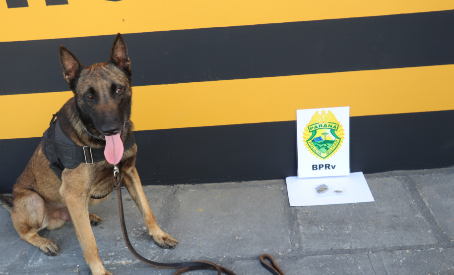 Polícia Rodoviária utiliza cães de faro contra o tráfico de drogas no Litoral