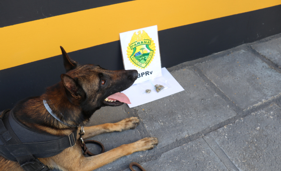 Polícia Rodoviária utiliza cães de faro contra o tráfico de drogas no Litoral