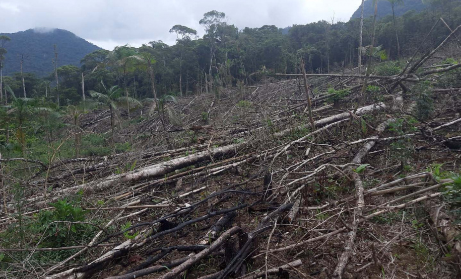 Homem é preso pela Polícia Ambiental por desmatamento ilegal de sete hectares em Antonina, no Litoral do estado