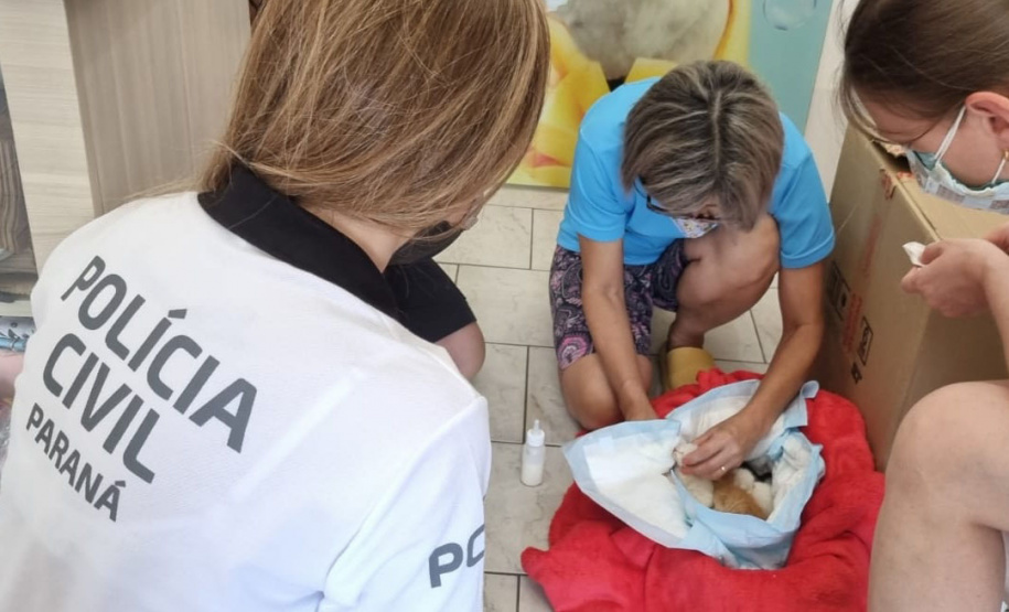 Em Matinhos, Polícia Civil resgata do lixo quatro gatos recém-nascidos
