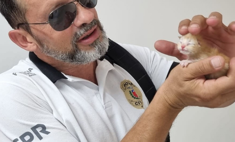 Em Matinhos, Polícia Civil resgata do lixo quatro gatos recém-nascidos