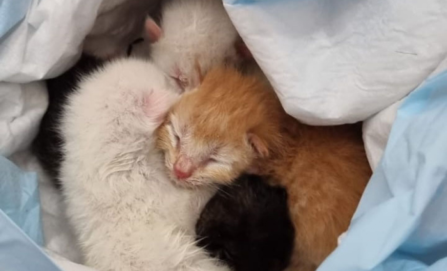 Em Matinhos, Polícia Civil resgata do lixo quatro gatos recém-nascidos