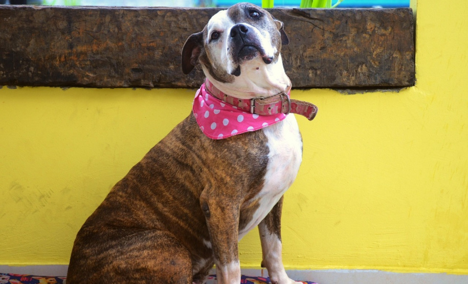 Polícia Civil apresenta os mascotes das delegacias do Litoral