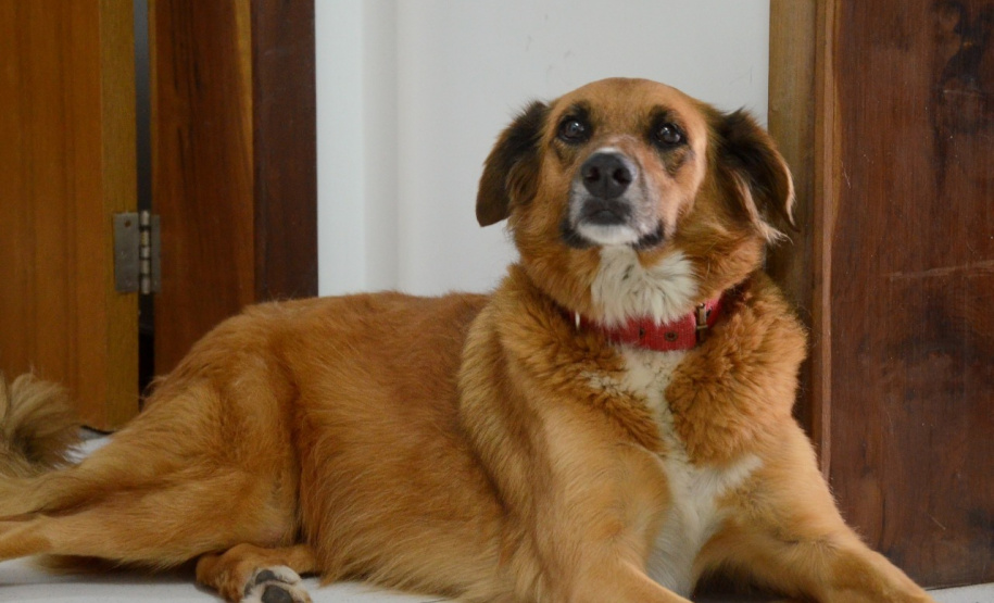 Polícia Civil apresenta os mascotes das delegacias do Litoral