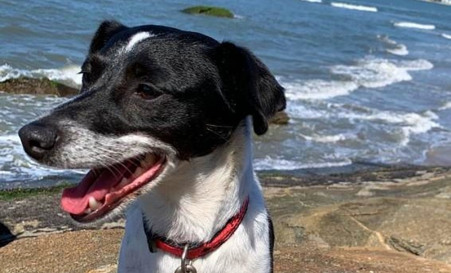 Polícia Civil apresenta os mascotes das delegacias do Litoral