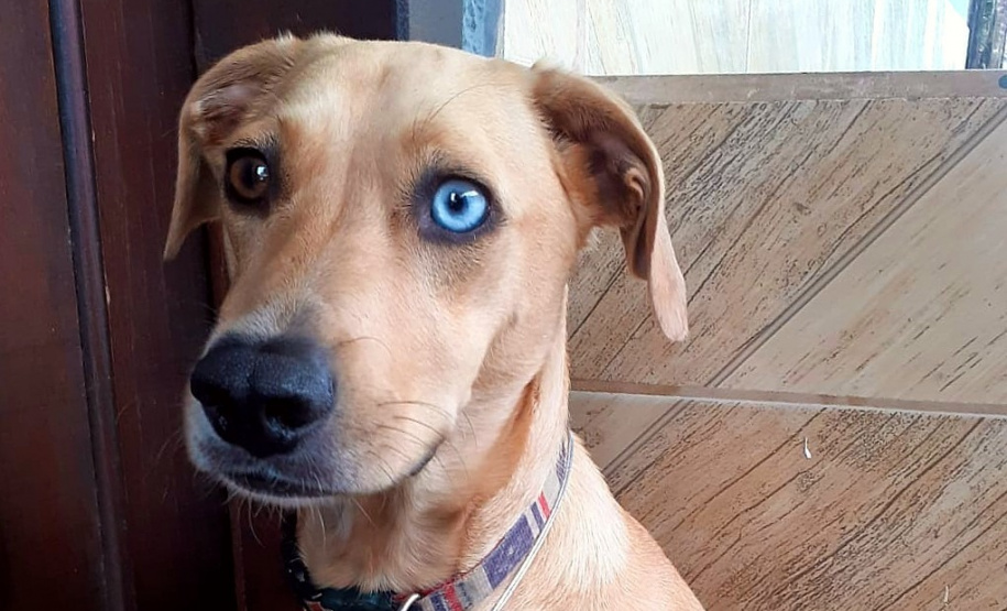 Polícia Civil apresenta os mascotes das delegacias do Litoral