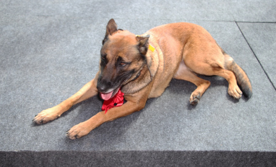 Paraná envia bombeiros especializados e cães de faro para auxiliar nos trabalhos em Petrópolis