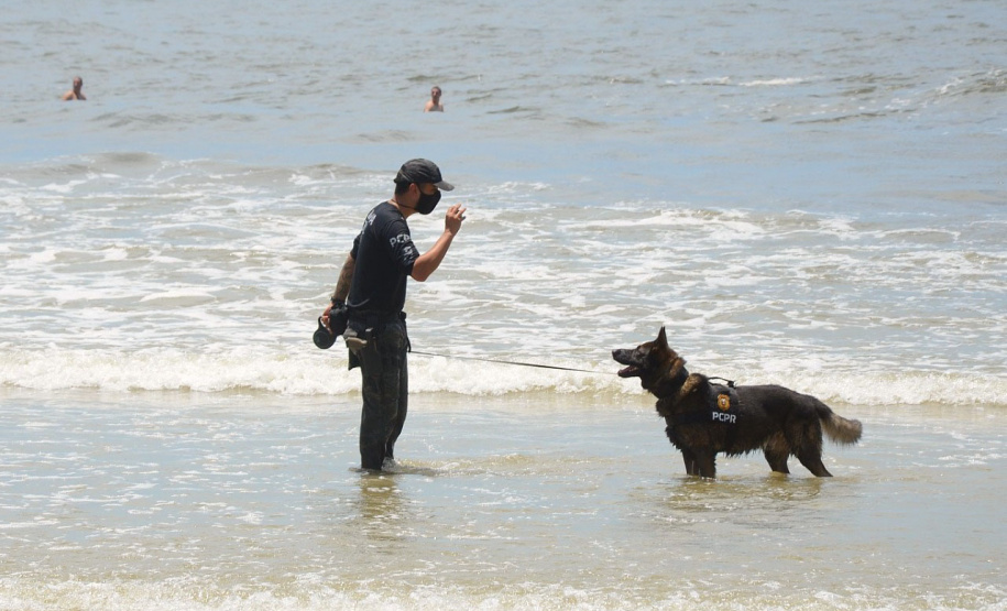 Cães que colaboraram na apreensão de 7 toneladas de drogas em 2021 viram veranistas