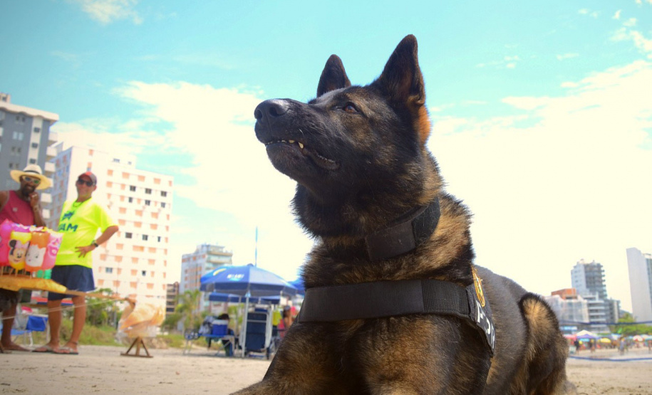 Cães que colaboraram na apreensão de 7 toneladas de drogas em 2021 viram veranistas