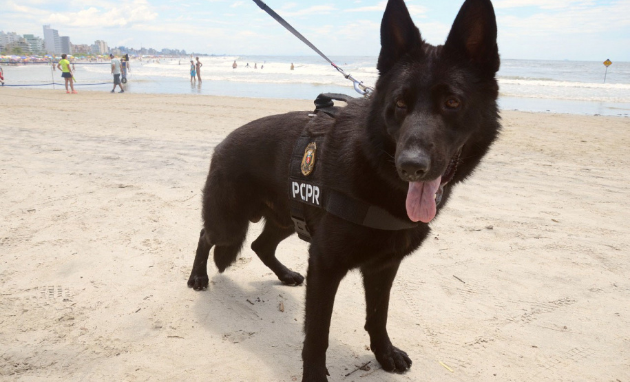 Cães que colaboraram na apreensão de 7 toneladas de drogas em 2021 viram veranistas