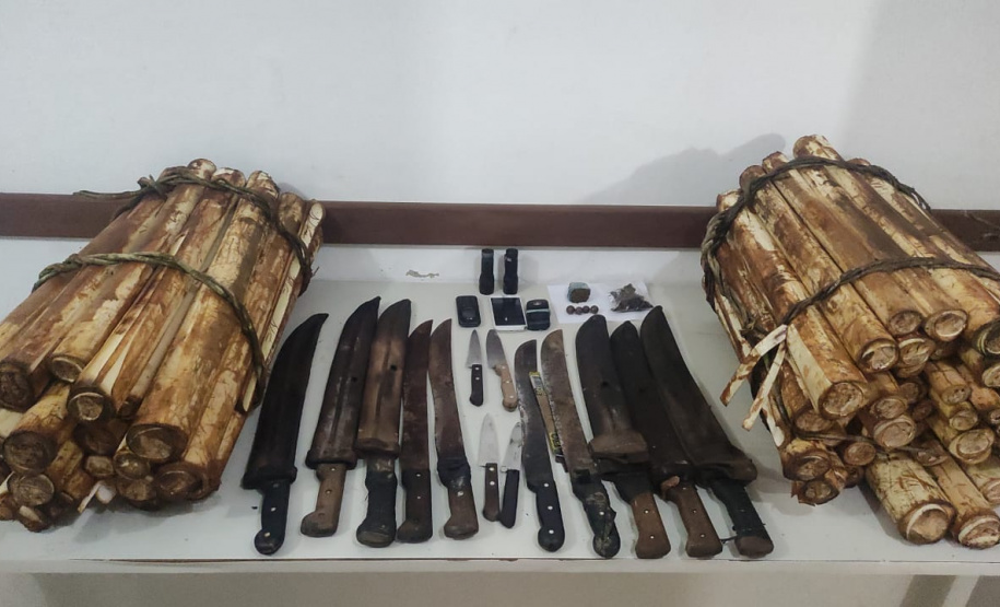 Em Guaratuba, PM flagra extração ilegal de palmito ameaçado de extinção