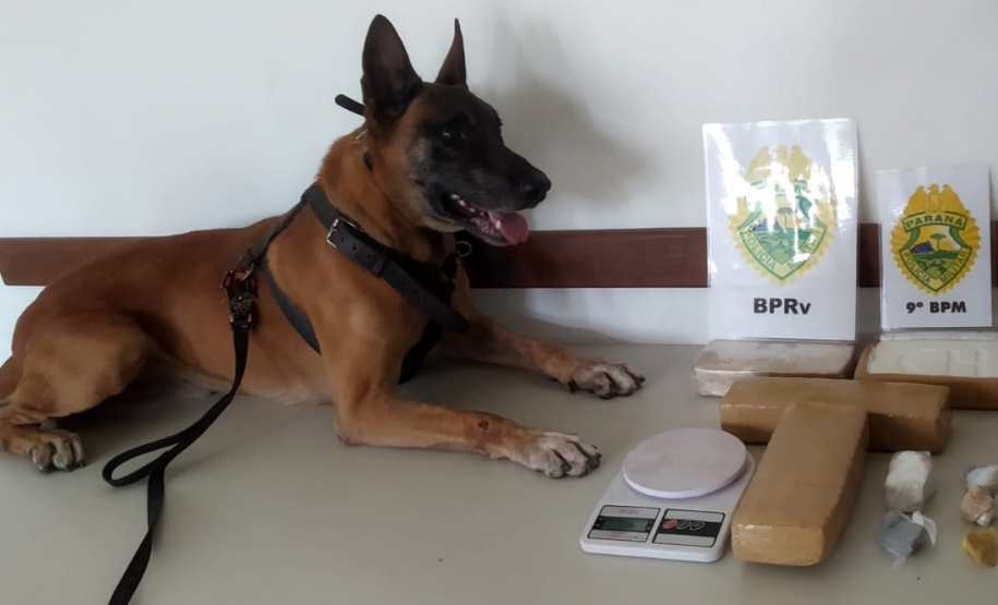 Cão de faro da Polícia Rodoviária Estadual descobre drogas em casa em Guaratuba