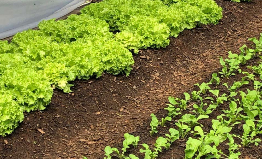 Orgânicos cultivados por presos de Guarapuava são distribuídos a instituições de acolhimento