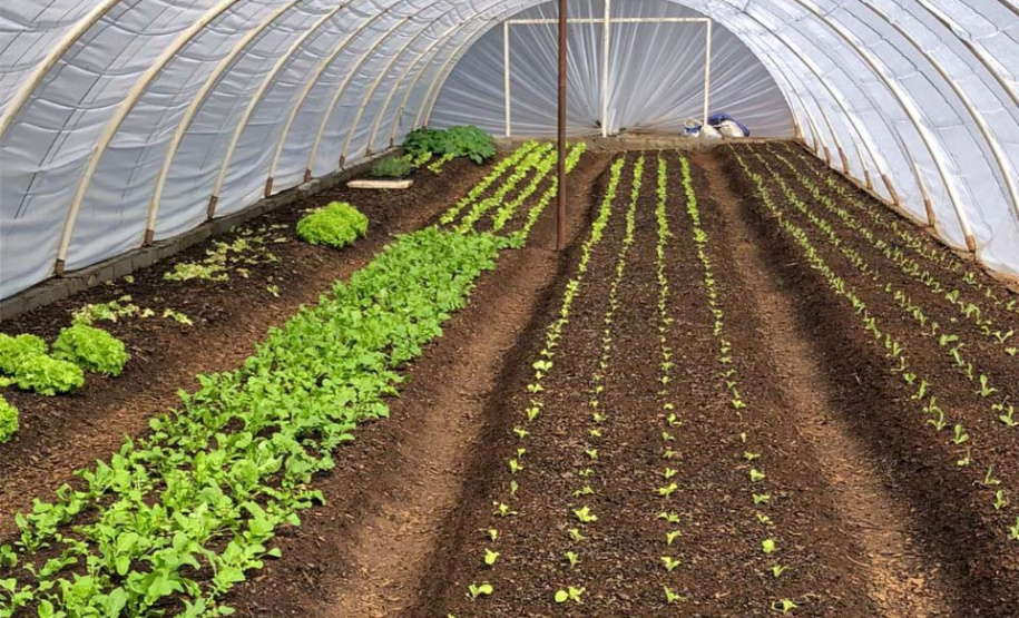 Orgânicos cultivados por presos de Guarapuava são distribuídos a instituições de acolhimento