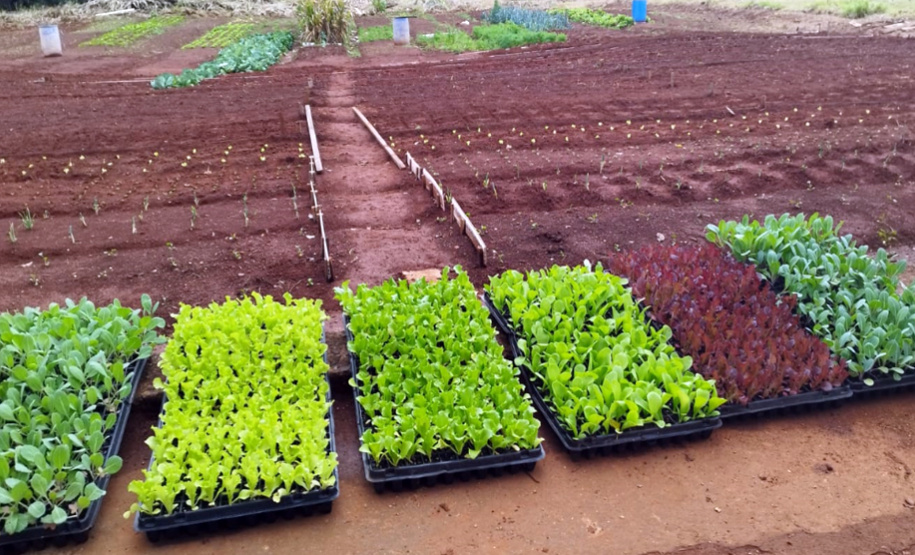 Governo do Estado inaugura Unidade de Progressão autossustentável em Ponta Grossa