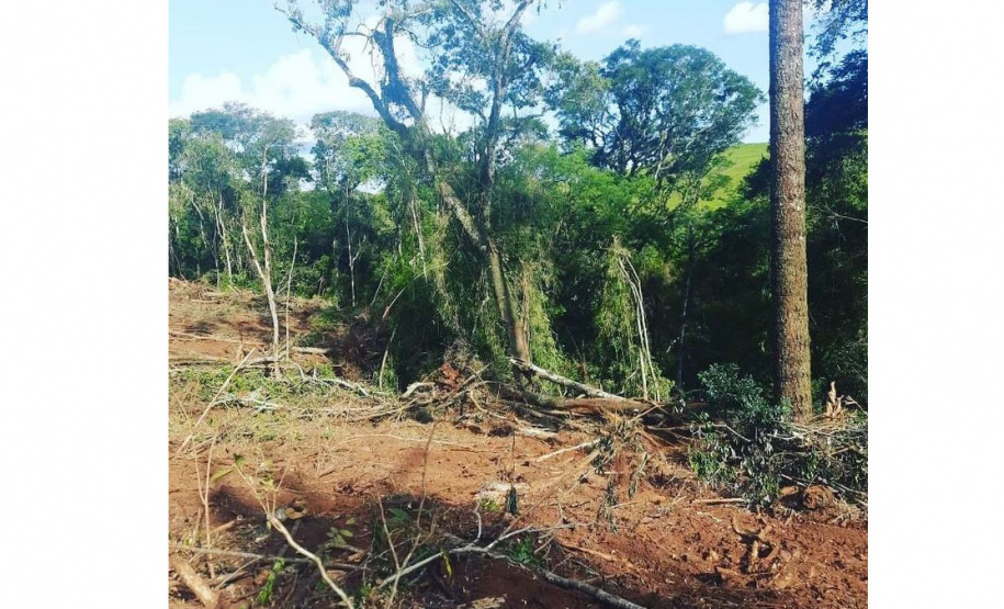 Denúncias anônimas via 181 levam à prisão dois suspeitos de desmatamento