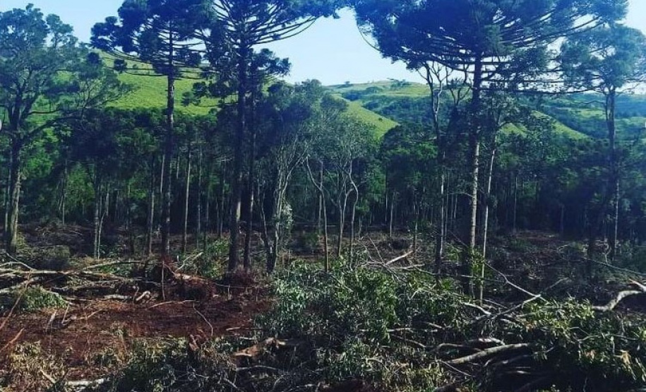 Denúncias anônimas via 181 levam à prisão dois suspeitos de desmatamento