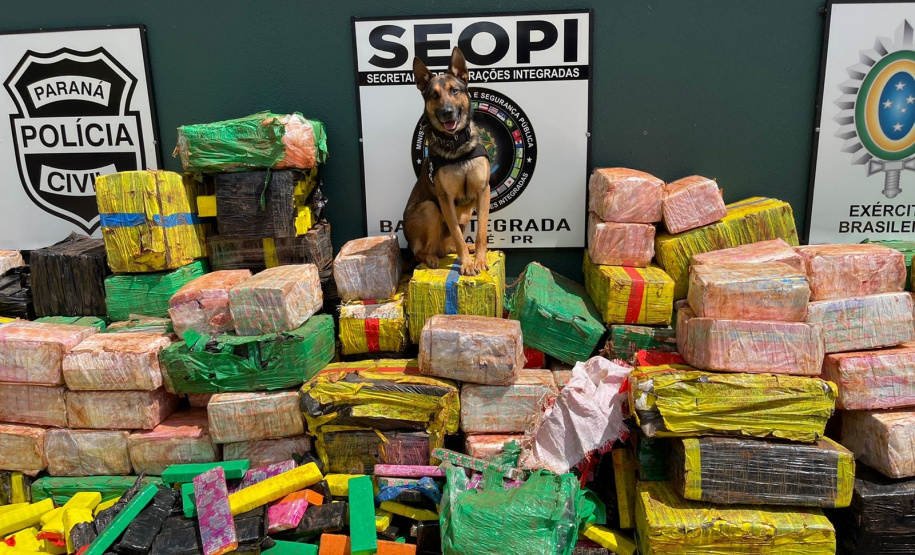 Drogas apreendidas em Santo Inácio e cão farejador