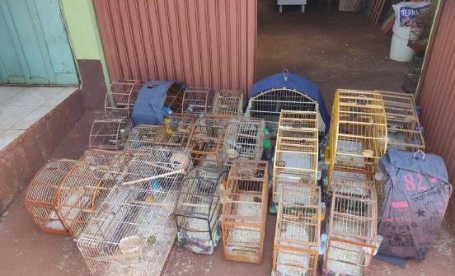 gaiolas e pássaros apreendidos pelo Batalhão de Polícia Ambiental
