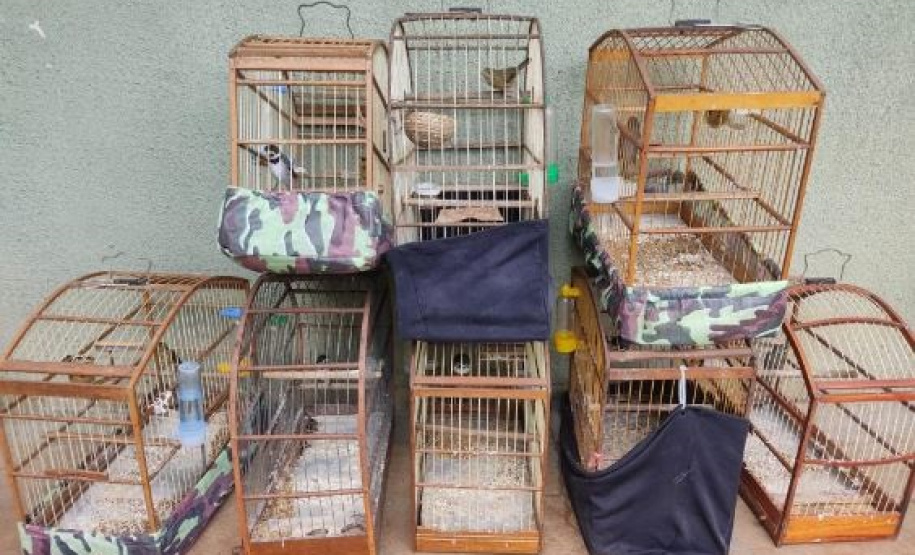 gaiolas e pássaros apreendidos pelo Batalhão de Polícia Ambiental