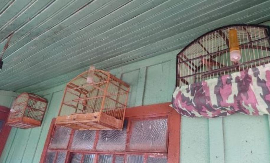 gaiolas e pássaros apreendidos pelo Batalhão de Polícia Ambiental