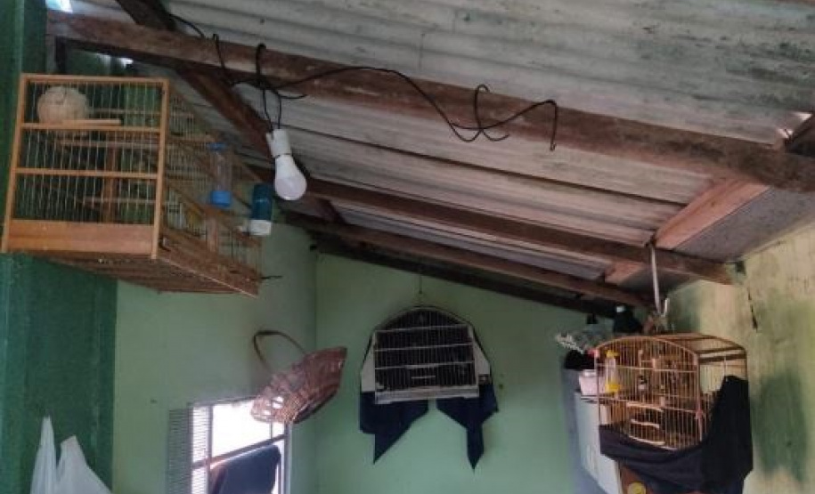 gaiolas e pássaros apreendidos pelo Batalhão de Polícia Ambiental