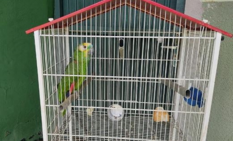 gaiolas e pássaros apreendidos pelo Batalhão de Polícia Ambiental