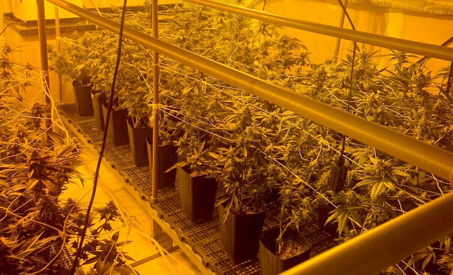 Polícia apreende 400 pés de maconha e fecha laboratório de drogas em Curitiba