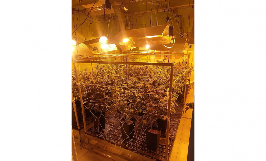 Polícia apreende 400 pés de maconha e fecha laboratório de drogas em Curitiba