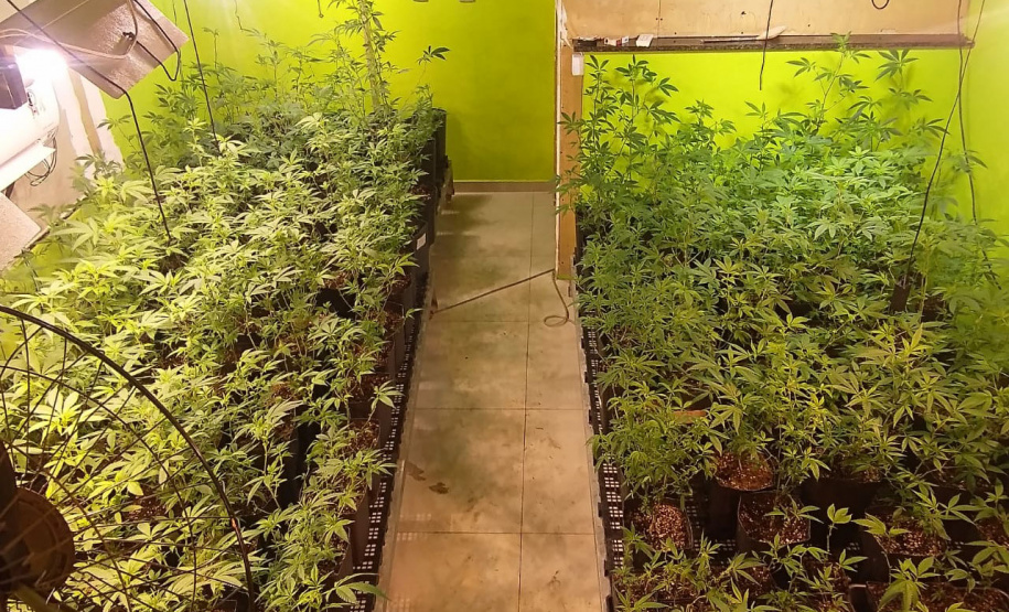 Polícia apreende 400 pés de maconha e fecha laboratório de drogas em Curitiba