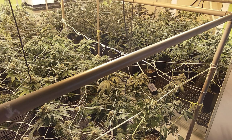 Polícia apreende 400 pés de maconha e fecha laboratório de drogas em Curitiba