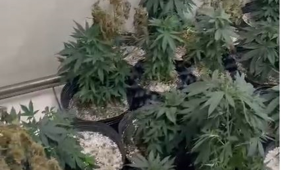 Denúncia anônima resulta na apreensão de 42 pés de maconha em Curitiba