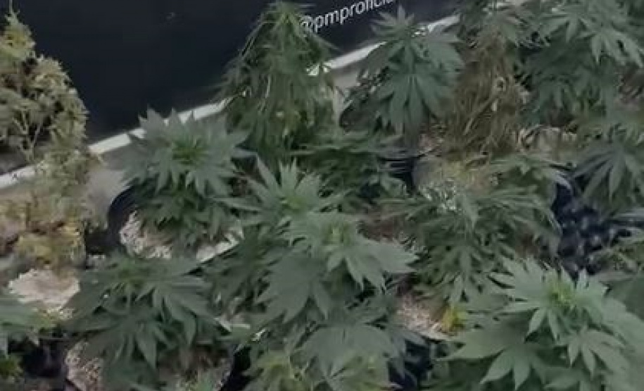 Denúncia anônima resulta na apreensão de 42 pés de maconha em Curitiba