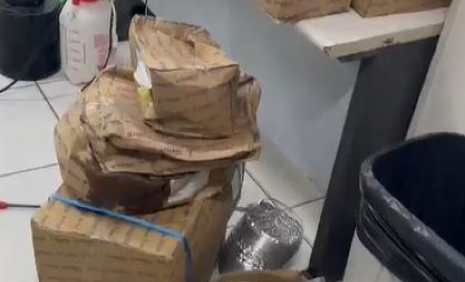 Denúncia anônima resulta na apreensão de 42 pés de maconha em Curitiba