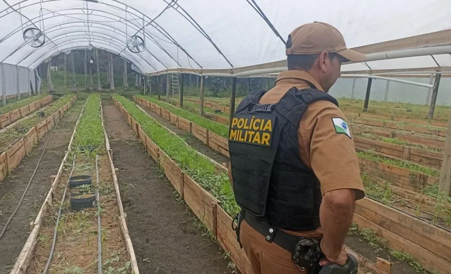 Após denúncia, Polícia Militar apreende mais de 700 pés de maconha em Guaratuba