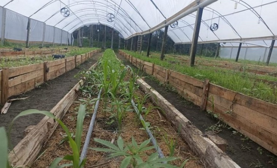 Após denúncia, Polícia Militar apreende mais de 700 pés de maconha em Guaratuba