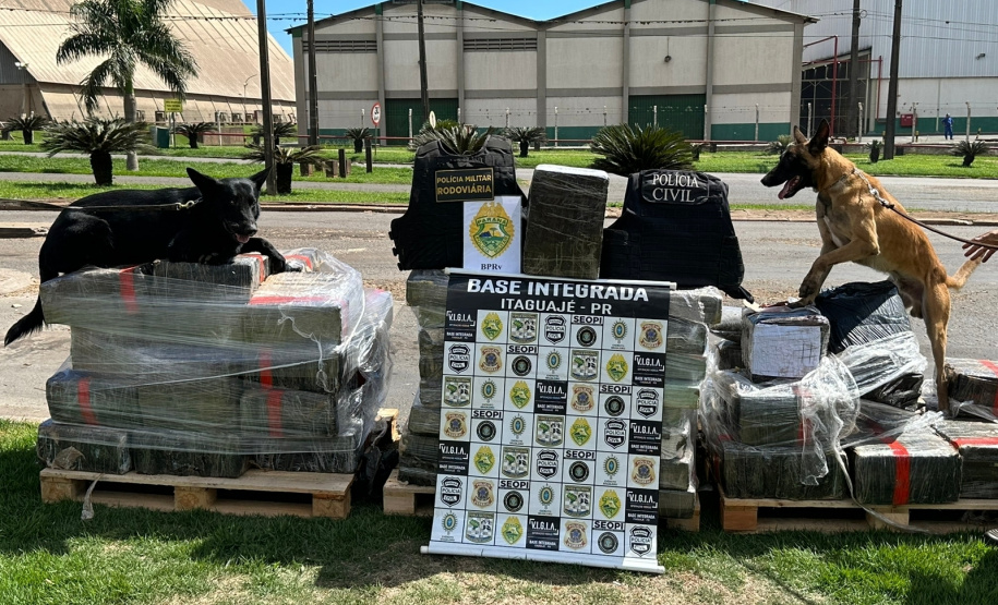 Cão farejador auxilia na apreensão de 1,4 tonelada de maconha