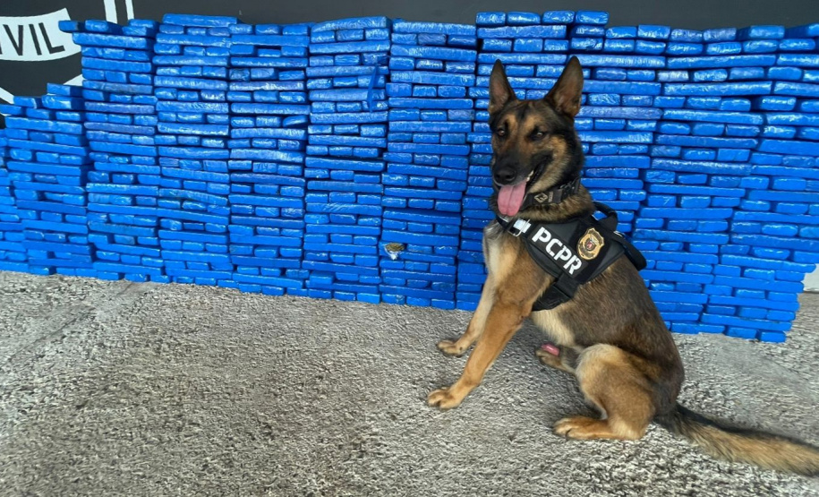 PCPR apreende 1 tonelada de maconha em Pato Branco