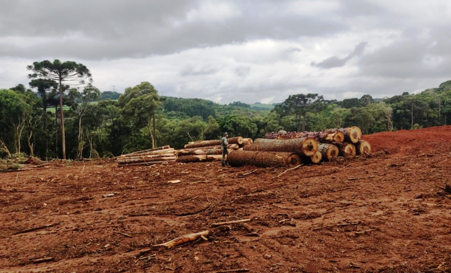 Denúncia leva a polícia a localizar focos de desmatamento no interior do Paraná