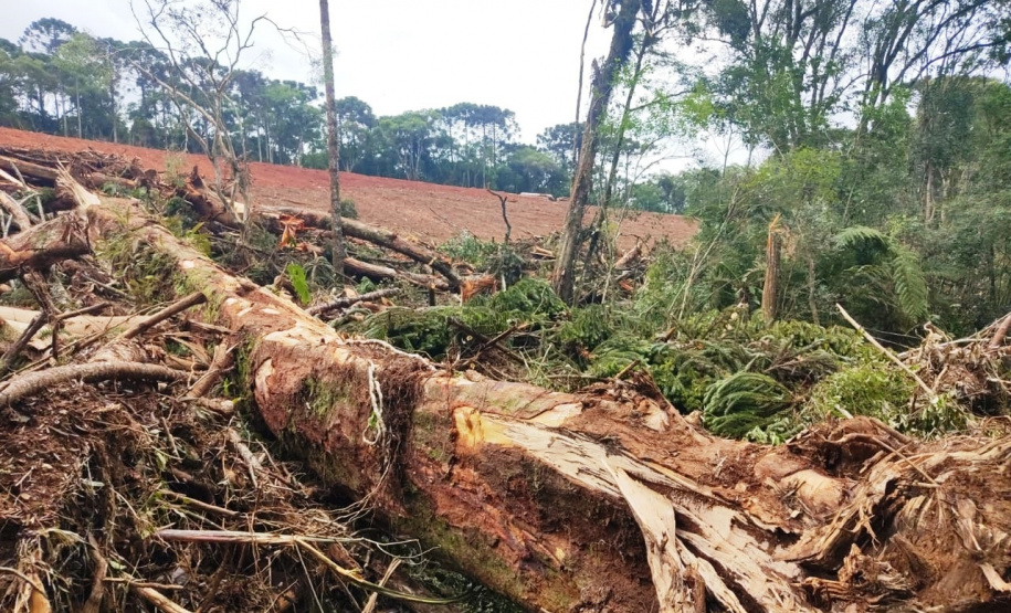Denúncia leva a polícia a localizar focos de desmatamento no interior do Paraná
