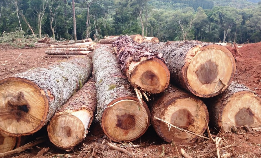 Denúncia leva a polícia a localizar focos de desmatamento no interior do Paraná