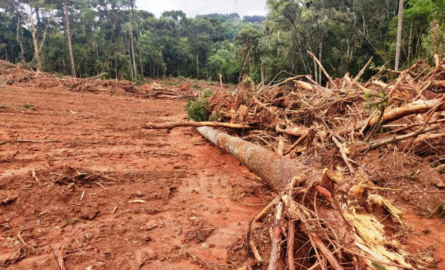 Denúncia leva a polícia a localizar focos de desmatamento no interior do Paraná