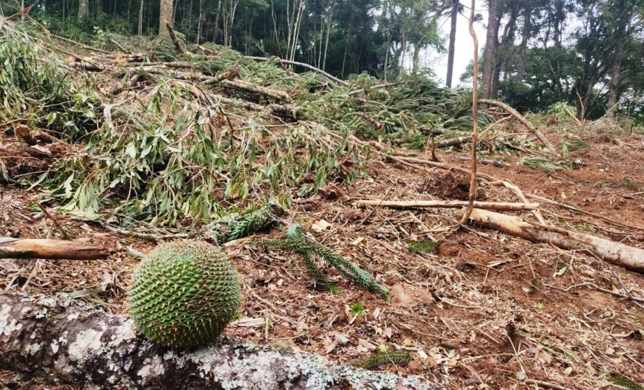 Denúncia leva a polícia a localizar focos de desmatamento no interior do Paraná
