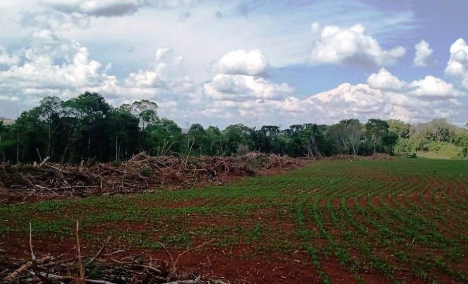Denúncia leva a polícia a localizar focos de desmatamento no interior do Paraná