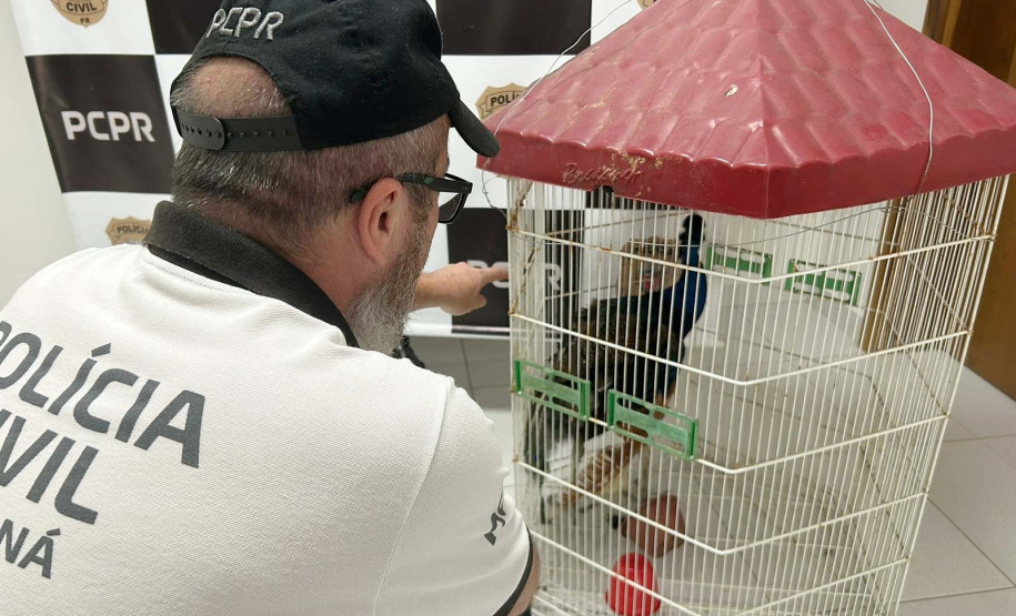 PCPR recupera pavão furtado em Matinhos menos de 24 horas após o crime