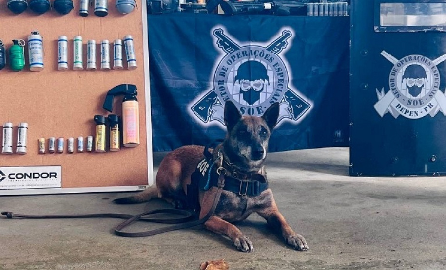 Cães da Polícia Penal são atração do Litoral Cidadão