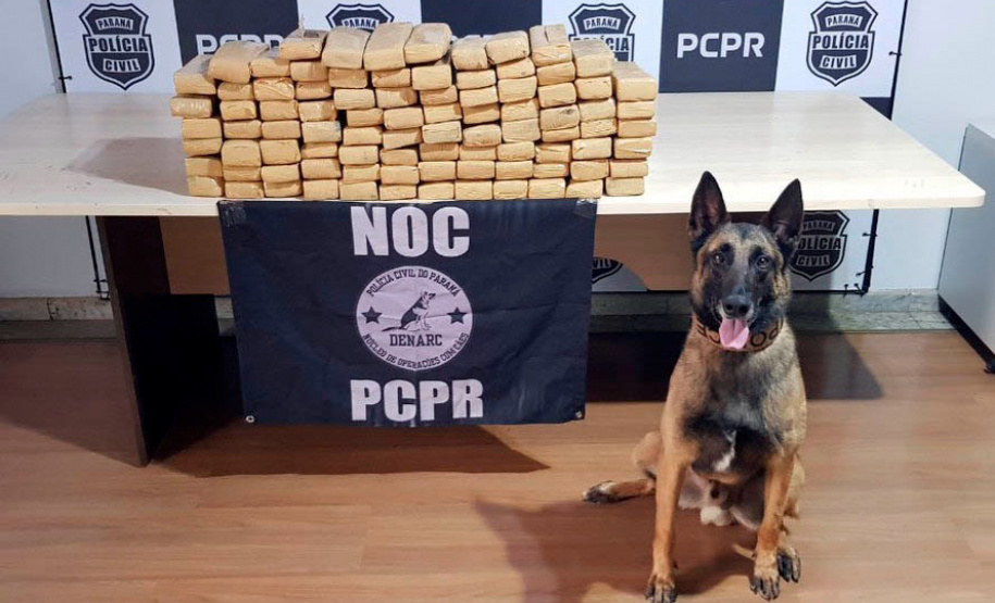 Ações com cães policiais da PCPR apreenderam 10,3 toneladas de drogas em 2022