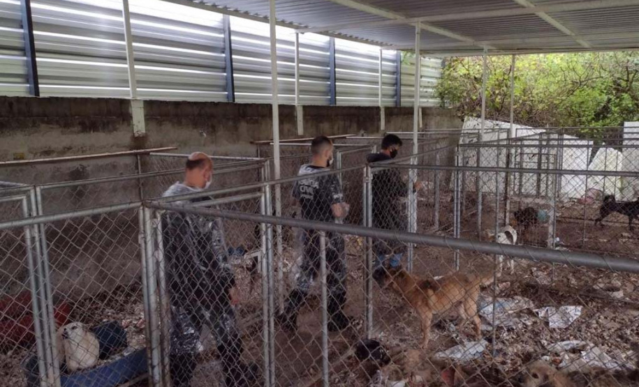 PCPR deflagra operação para resgatar 300 cães em situação de maus-tratos em Curitiba