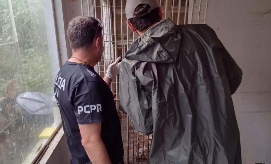 PCPR deflagra operação para resgatar 300 cães em situação de maus-tratos em Curitiba